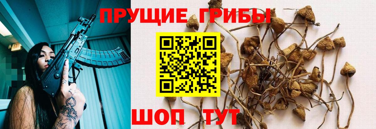 Галлюциногенные грибы Psilocybe Вязники